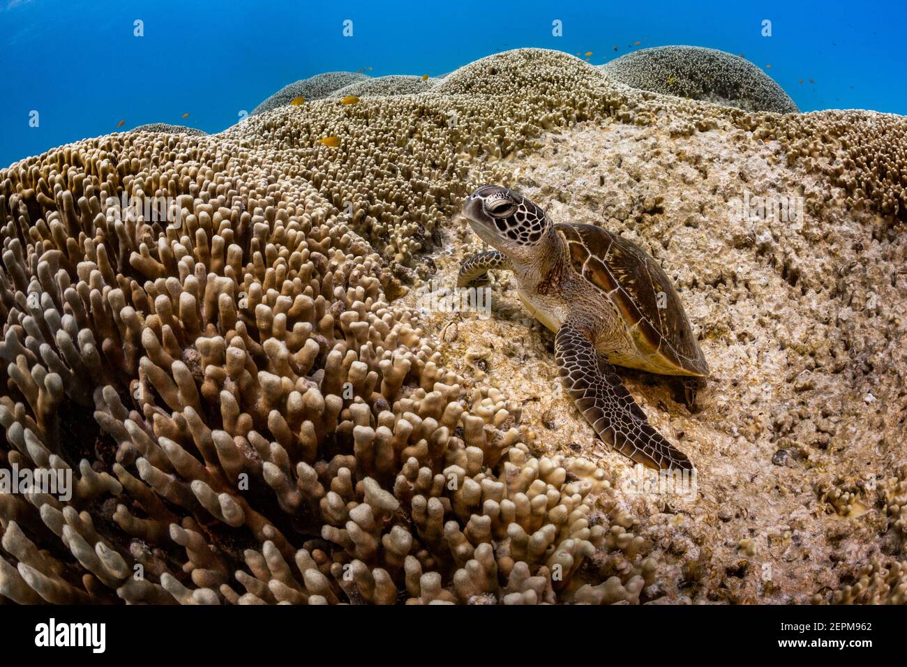 Schildkröte auf Korallen bei Lady Musgrave, Queensland, Australien Stockfoto