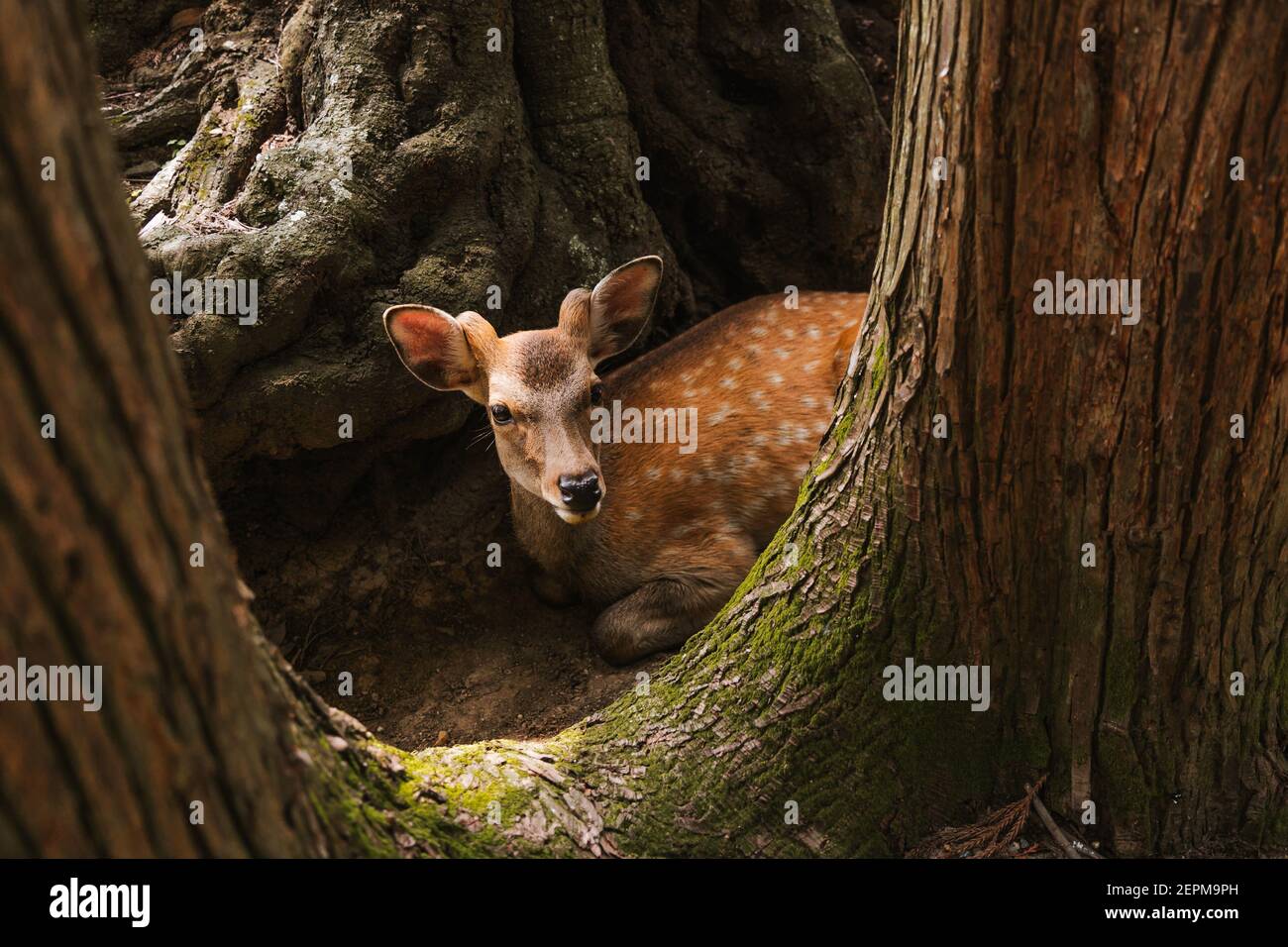 Ein Hirsch, der sich bequem von der sengenden Sonne ausruhen kann Stockfoto
