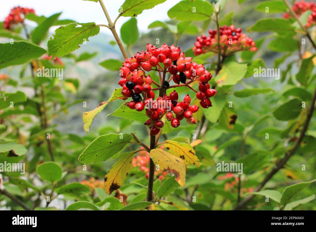 Rote Beeren hoch in den Bergen. Stockfoto