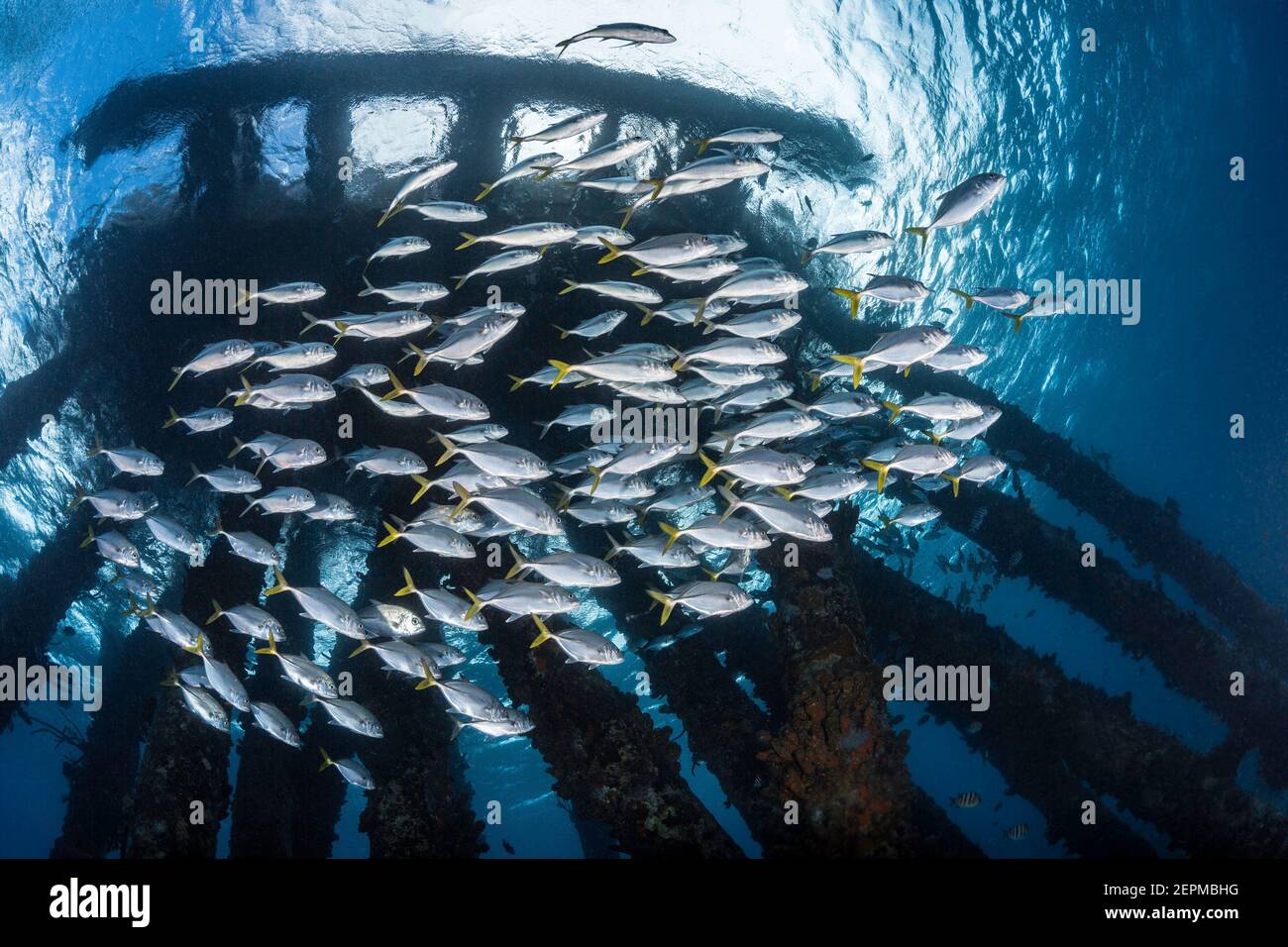 Fischschule unter dem Salzpier von Bonaire, Leeward Antillen Stockfoto