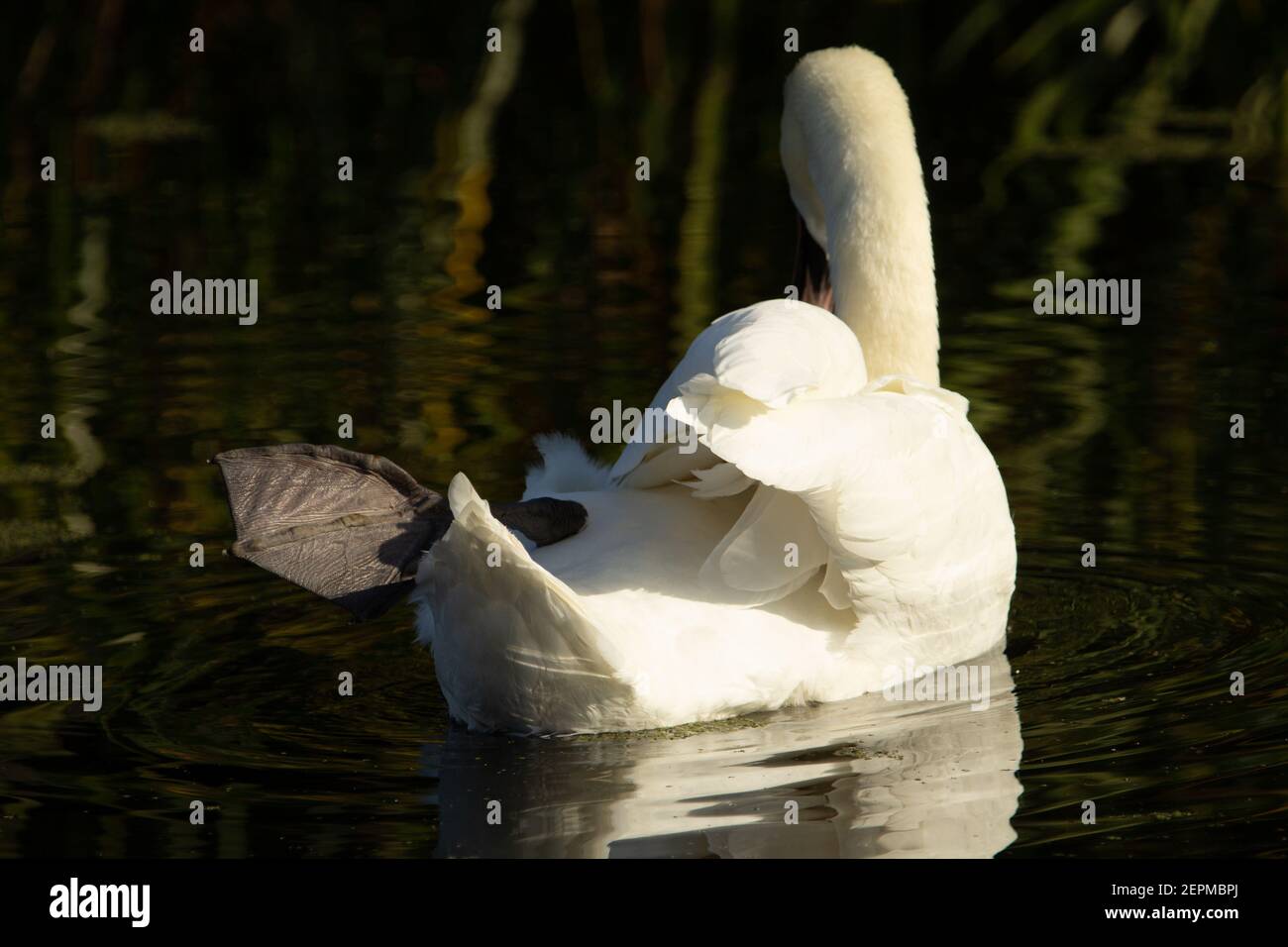 Stummer Schwan (Cygnus olor) Isoliert stumme Schwan faulenzen und im Flusswasser reflektiert Mit einem Fuß angehoben Stockfoto