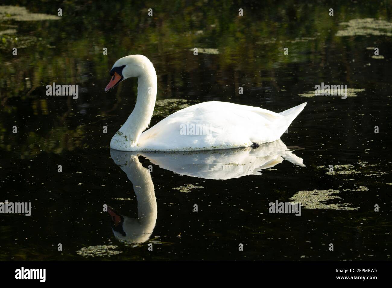 Stummer Schwan (Cygnus olor) Stumme Schwan schwimmt auf dem dunkelgrünen Wasser der Fluss Stockfoto