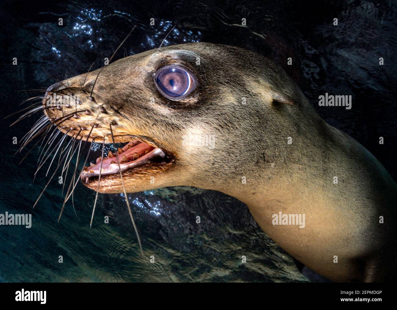 California Sea Lion in Los Islotes, La Paz, Baja California Sur, Mexiko Stockfoto