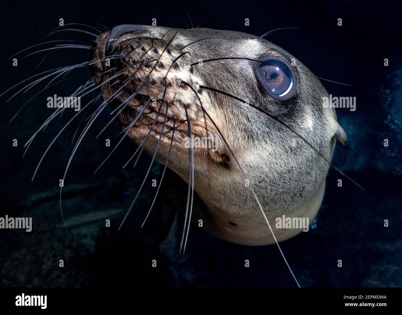 California Sea Lion in Los Islotes, La Paz, Baja California Sur, Mexiko Stockfoto