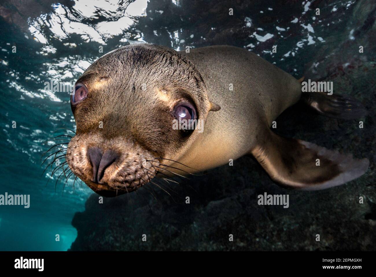 Jugendmeerlöwe in Los Islotes, La Paz, Baja California Sur, Mexiko Stockfoto