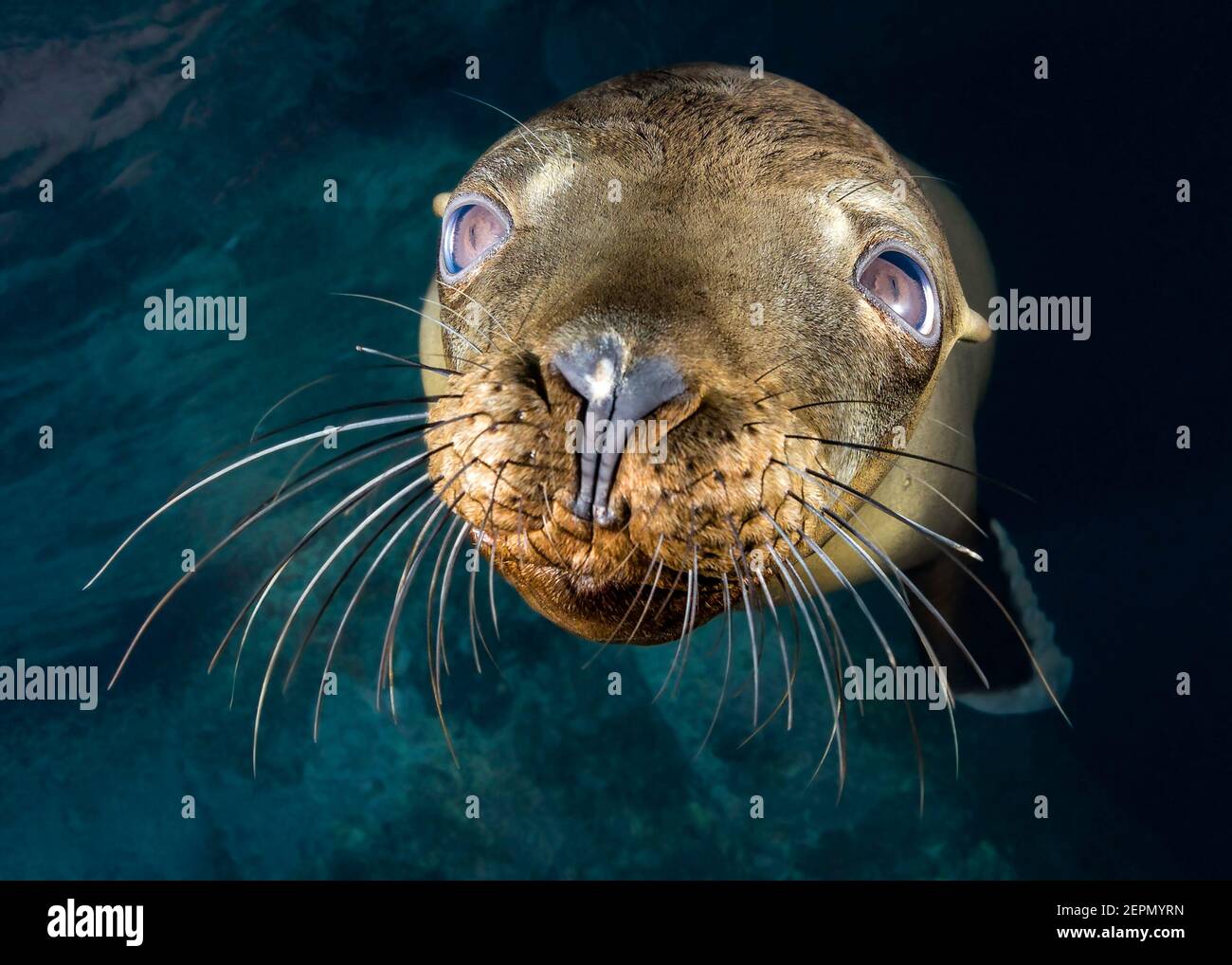 Jugendporträt der kalifornischen Seelöwen in Los Islotes, La Paz, Baja California Sur, Mexiko Stockfoto