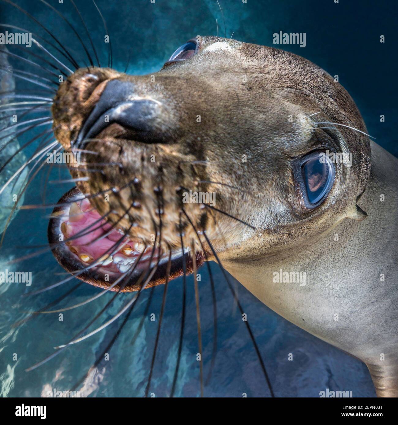 California Sea Lion lächelt in Los Islotes, La Paz, Baja California Sur, Mexiko Stockfoto