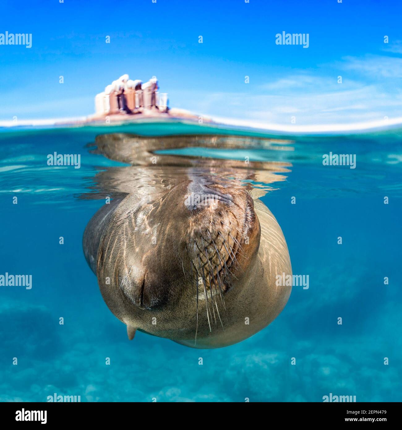California Sea Lion schlafen in Los Islotes, La Paz, Baja California Sur, Mexiko Stockfoto