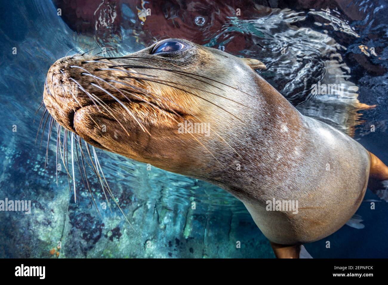 California Sea Lion Schwimmen vorbei in Los Islotes, La Paz, Baja California Sur, Mexiko Stockfoto