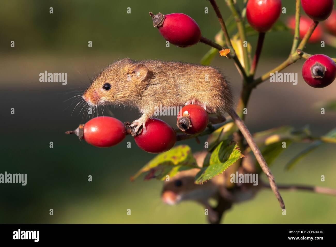 Ernte-Maus (Micromys minutus) auf Hagebutten, holt, Dorset, Großbritannien Stockfoto