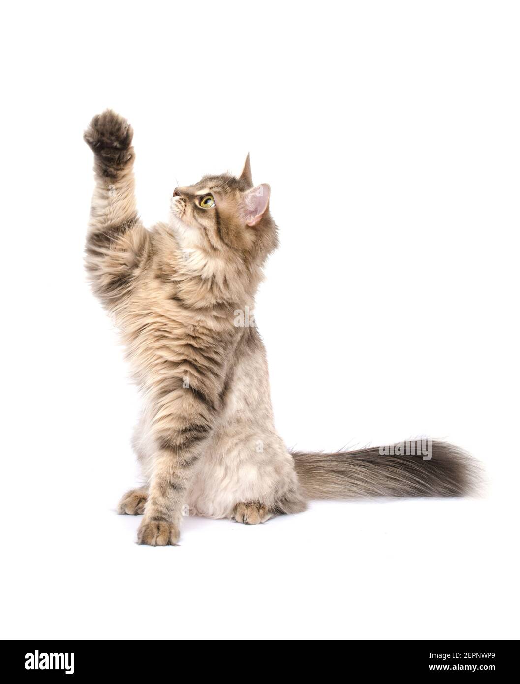 Die Katze hob ihre Pfote, isoliert Stockfotografie Alamy
