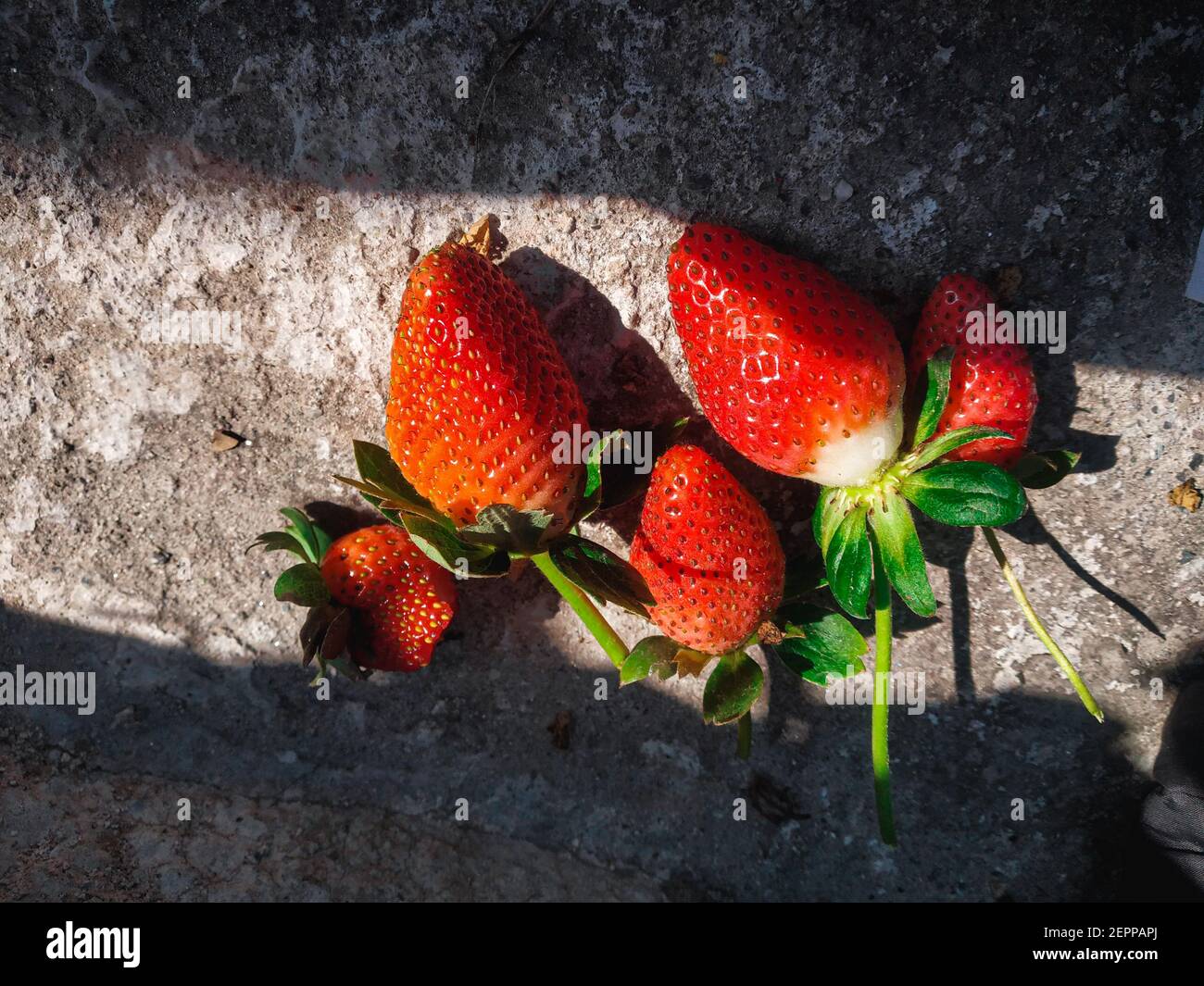 Rote reife Erdbeeren Hintergrund. Nahaufnahme, Draufsicht.Hintergrund von frisch geernteten Erdbeeren, direkt darüber. Stockfoto