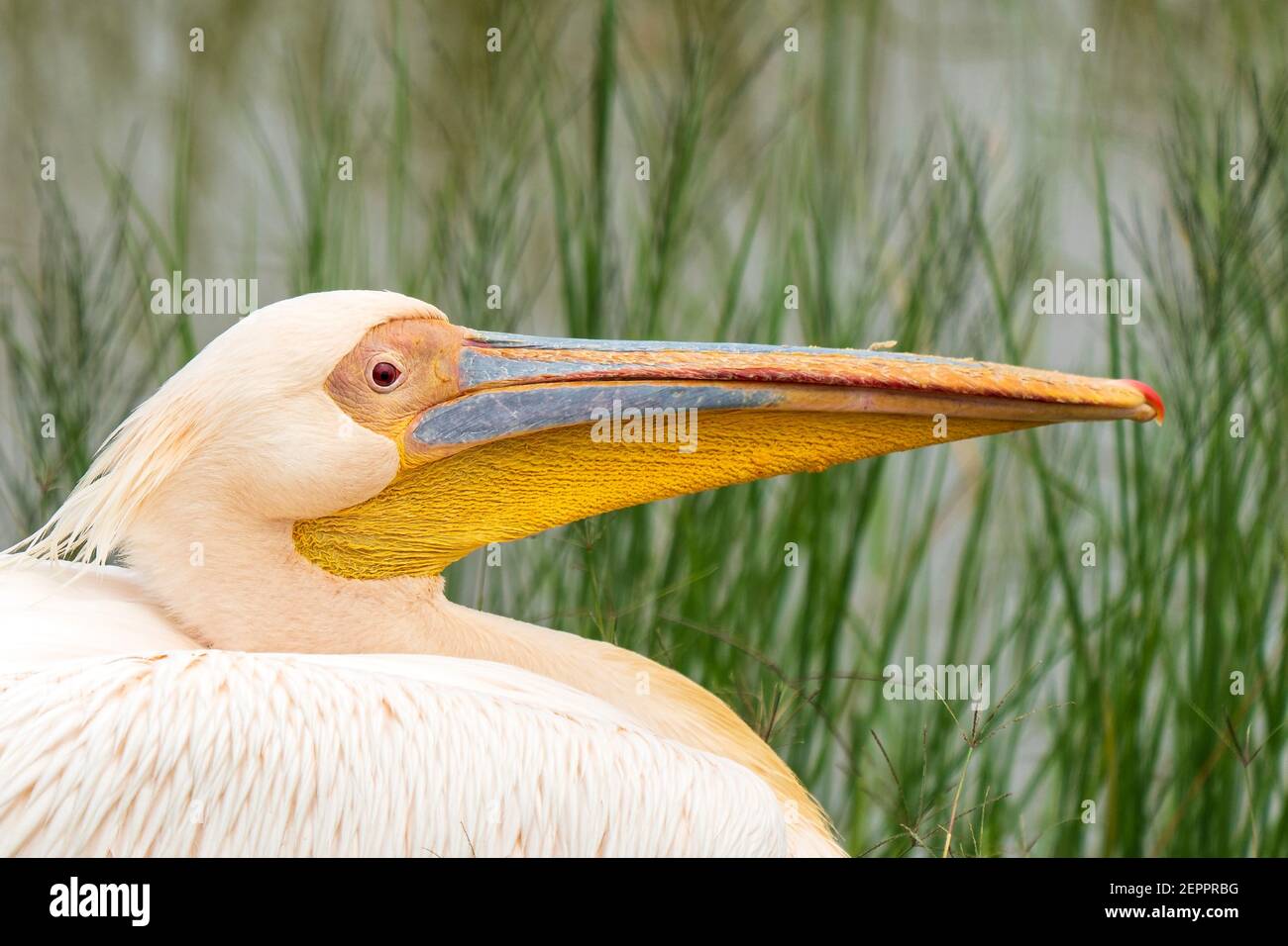 Großer weißer Pelikan (Pelecanus onocrotalus) aus der Nähe im Ngorongoro Krater, Tansania Stockfoto