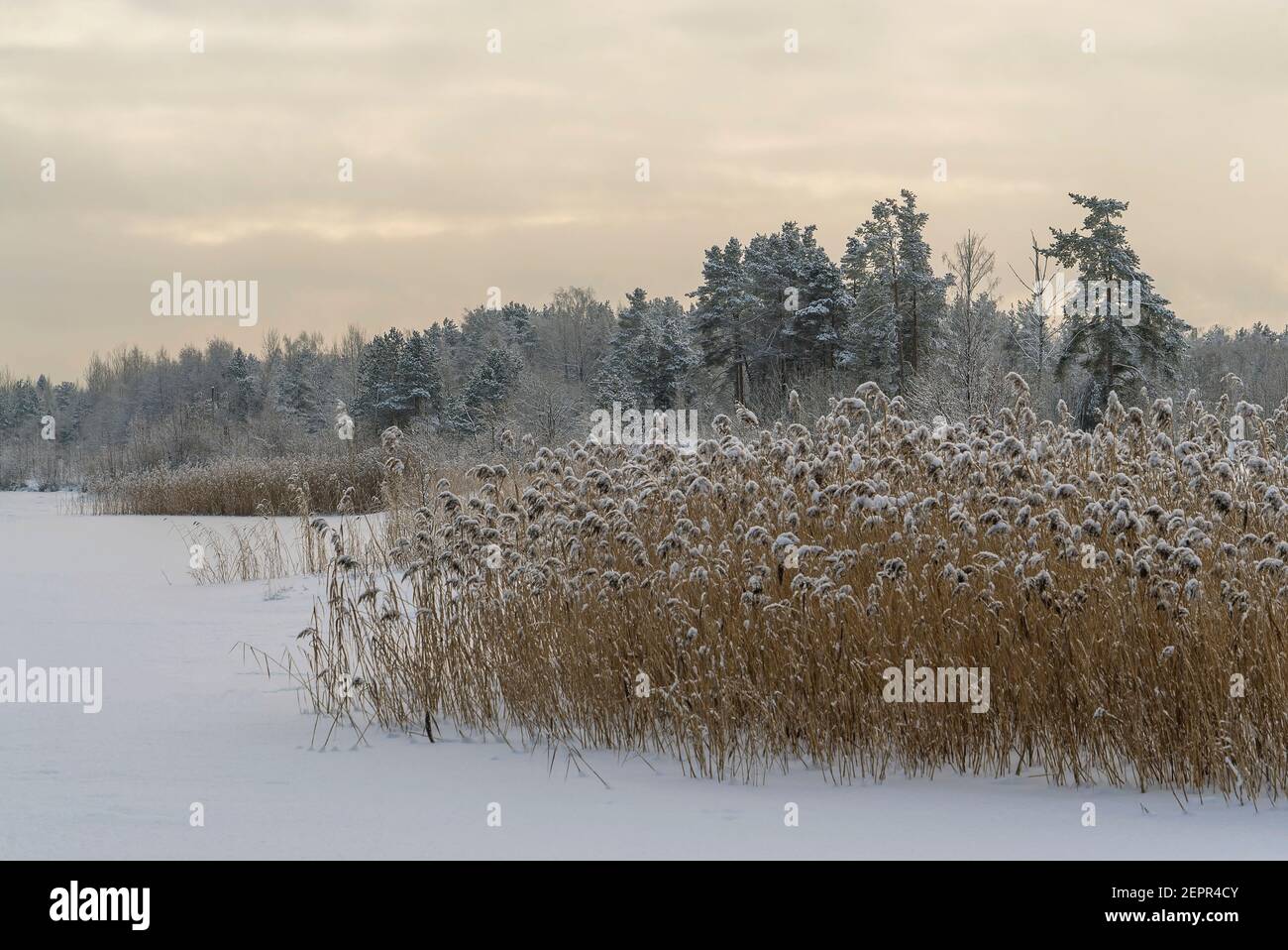 Trockenes Schilf bedeckt mit Schnee am Ufer eines gefrorenen Sees. Leningrad. Stockfoto