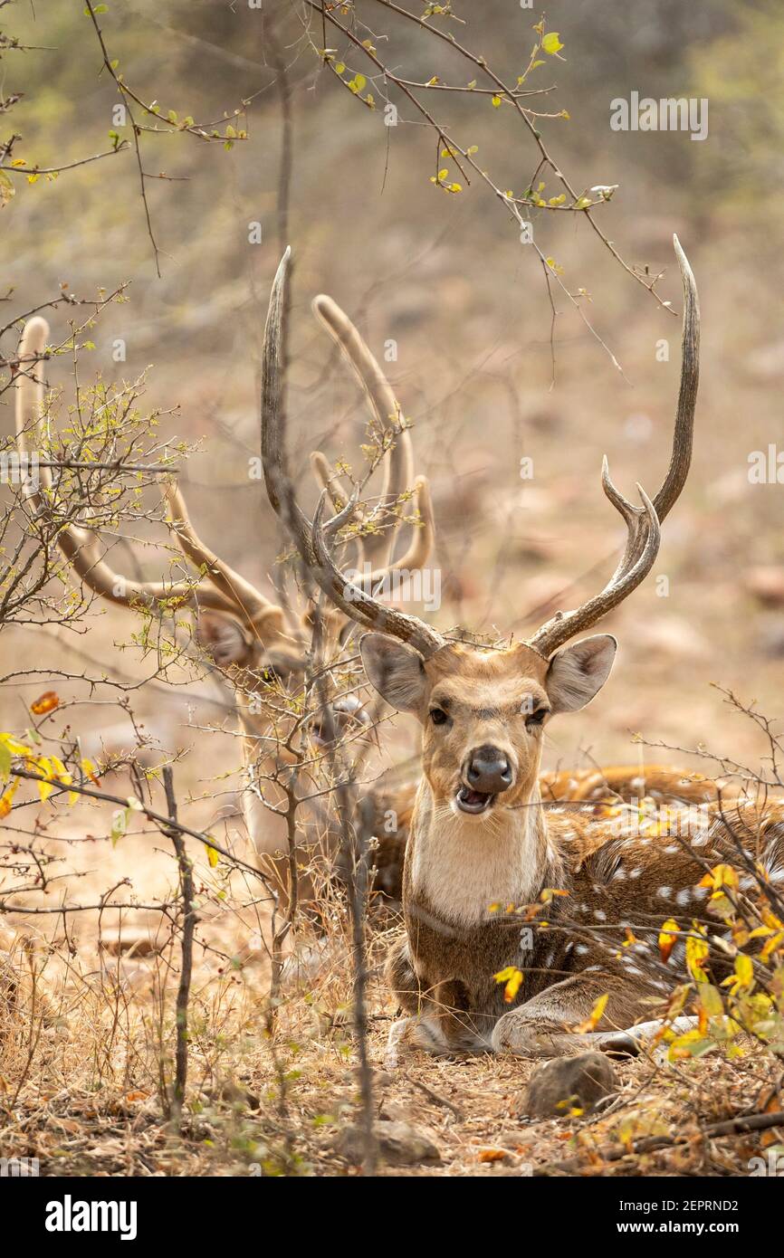 Kopfaufnahme eines männlichen Spotted Hirsches oder Chital oder Achse Axis in Outdoor Tier Safari im ranthambore Nationalpark Oder Waldreservat Rajasthan Indien Stockfoto