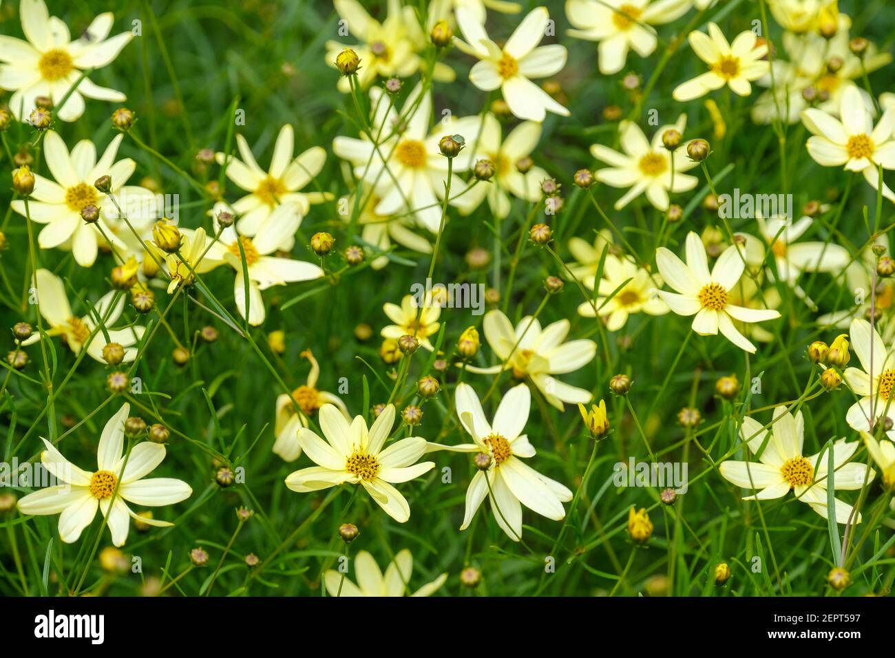 Coreopsis verticillata 'Moonbeam'. Tickseed „Moonbeam“ Stockfoto