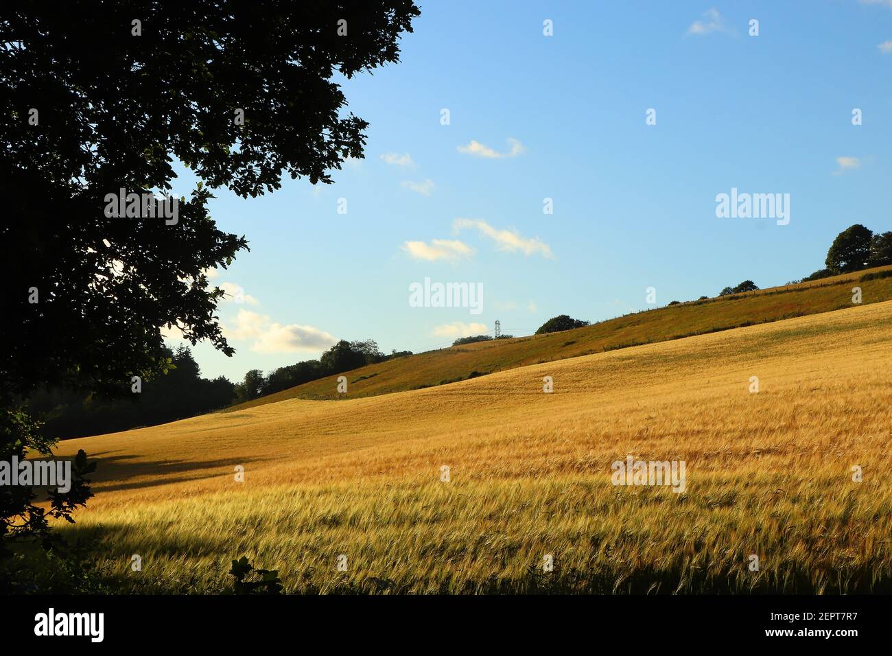 Maisfelder auf dem Restormel Manor Gelände Stockfoto