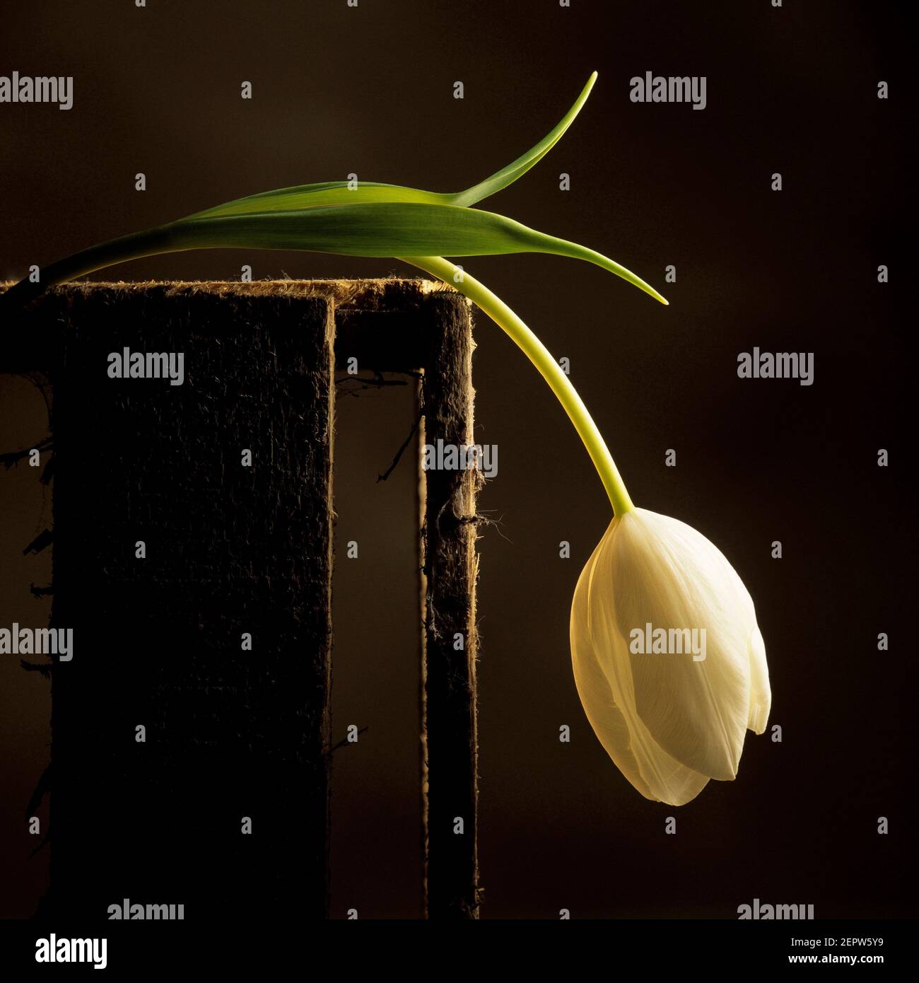 Weiße Tulpe auf einer Holzkiste Stockfoto