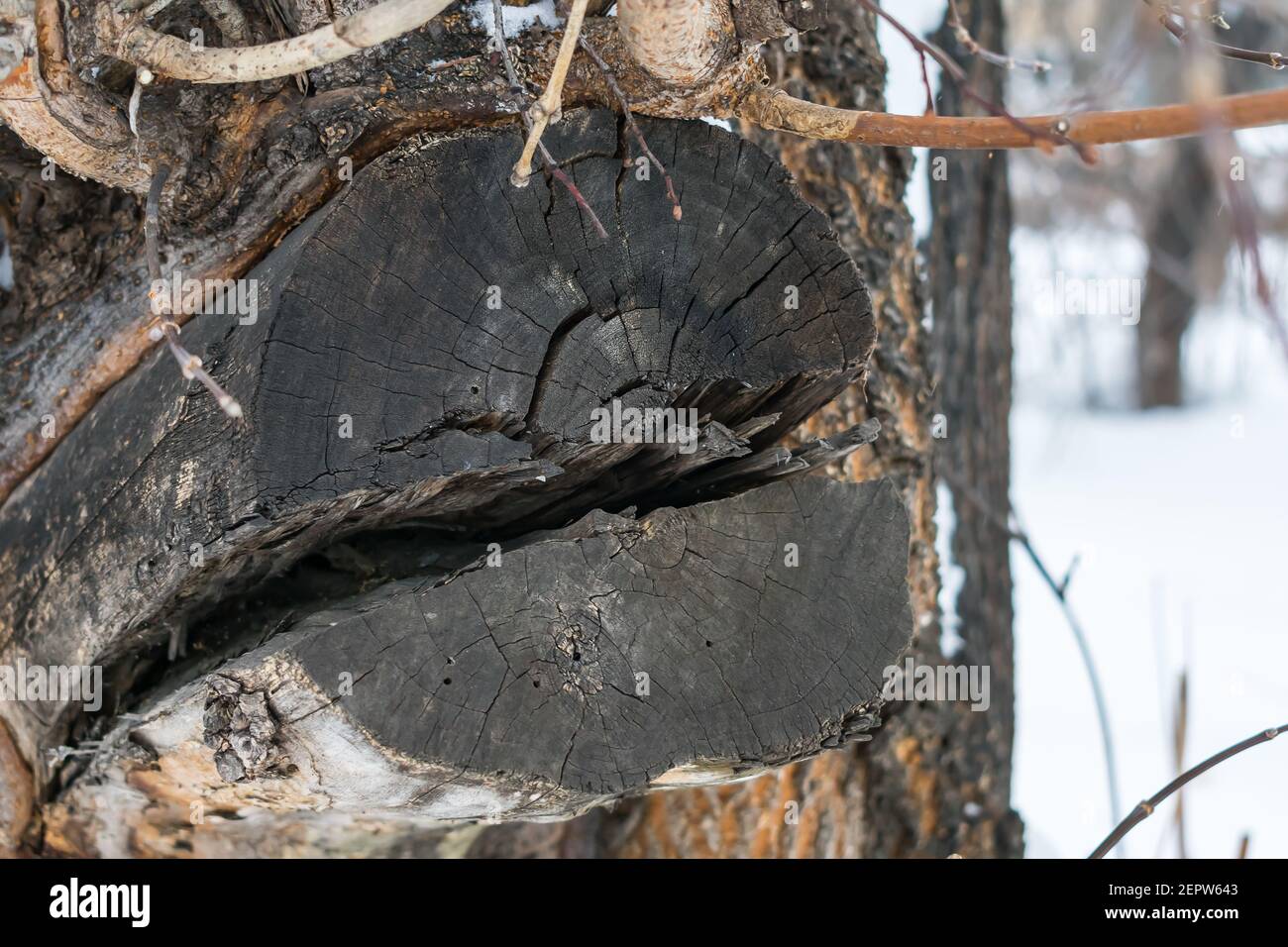 Spaltstumpf eines alten Baumes im Wald in der Nähe Oben im Winter Stockfoto