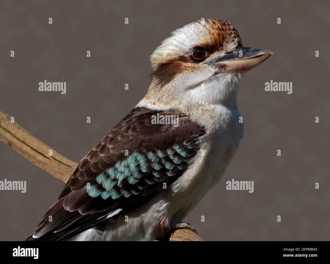 Lachende Kookaburra (Dacelo Novaeguineae) Stockfoto