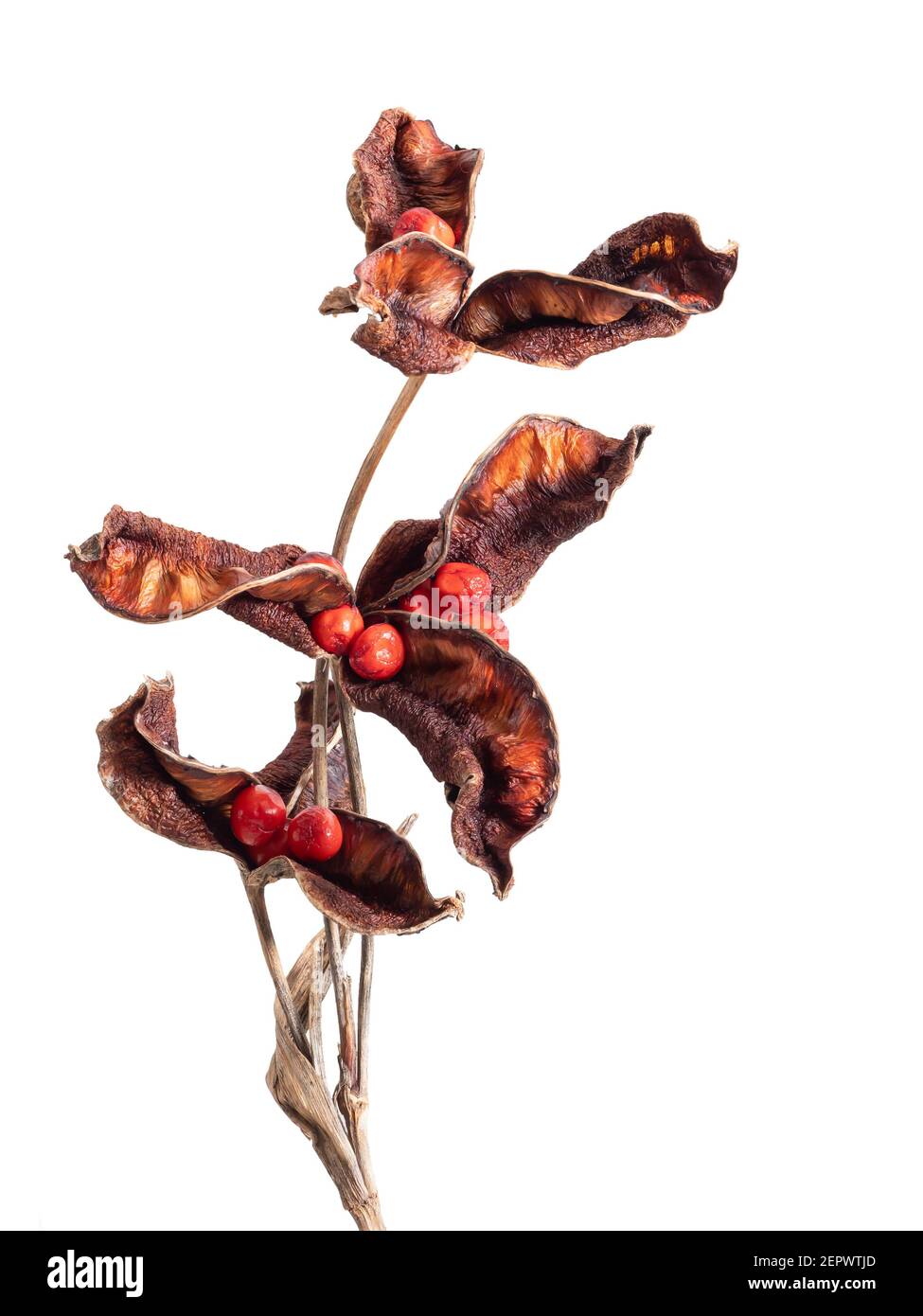 Samenschoten von Iris foetidissima aka Stinking Iris isoliert auf weiß. Stockfoto