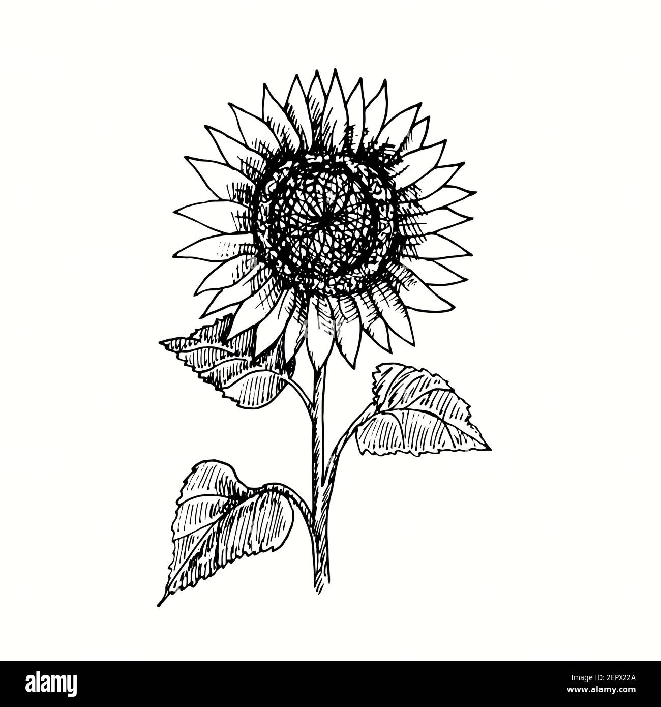 The Art of Drawing: Capturing the Essence of Bild von Sonnenblume