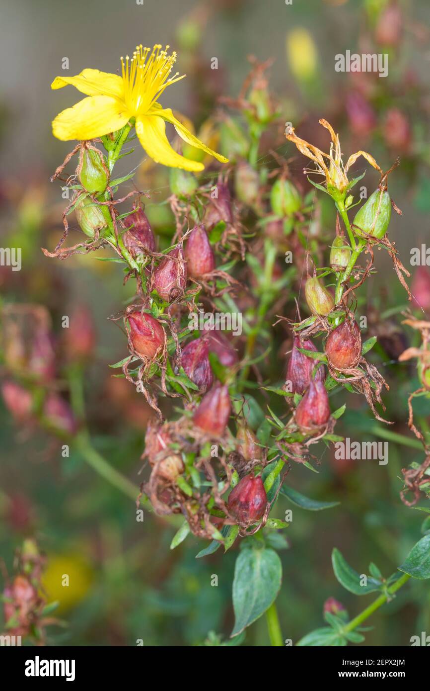 Johanniskraut, Frucht, Früchte, Tüpfel-Johanniskraut, Echtes Johanniskraut, Durchlöchertes Johanniskraut, Tüpfeljohanniskraut, Tüpfel-Harteu, Harteu Stockfoto