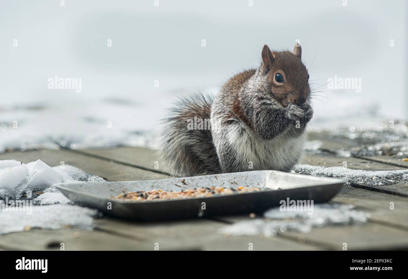 Graue Eichhörnchen fressen Vogelfutter vom Gartentisch, niedliche Eichhörnchen, Nahaufnahme Stockfoto