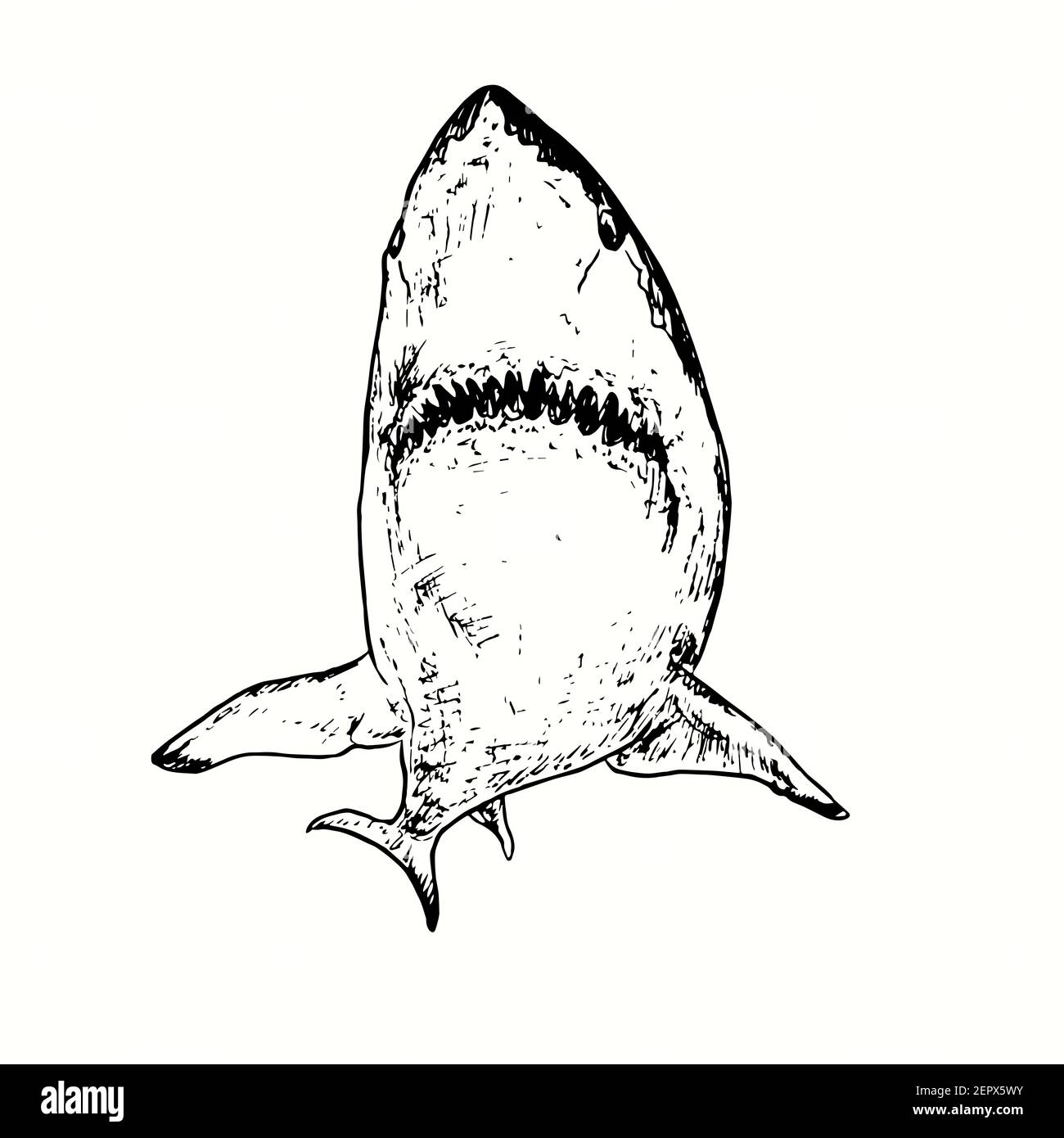 Großer weißer Hai Carcharodon carcharias Ansicht von unten. Tusche schwarz-weiß Doodle Zeichnung in Holzschnitt skizzieren Stil. Stockfoto
