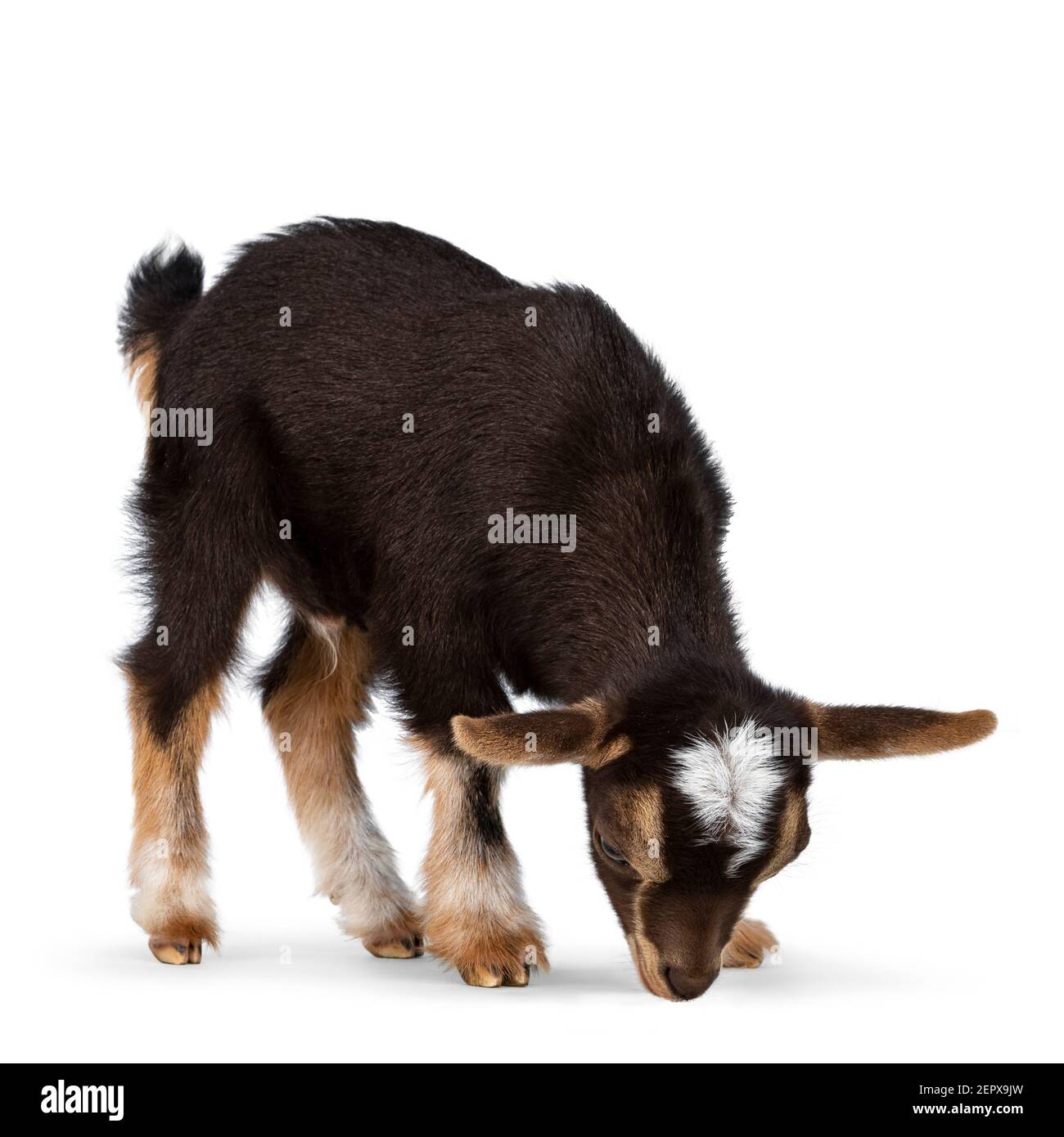 Niedliche braune Ziege, stehende Seitenwege mit Kopf nach unten wie essen. Isoliert auf weißem Hintergrund. Stockfoto