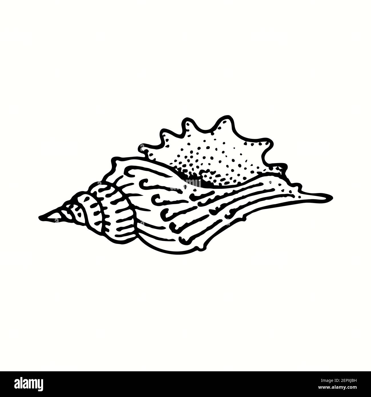 Blick auf die Seashell-Seite. Tusche schwarz-weiß Doodle Zeichnung in Holzschnitt skizzieren Stil. Stockfoto