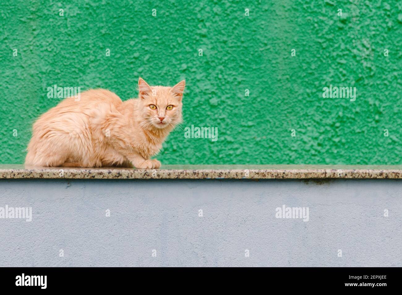 Rote Katze liegt am grünen Zaun. Obdachlose Katze auf hellem Hintergrund. Stockfoto