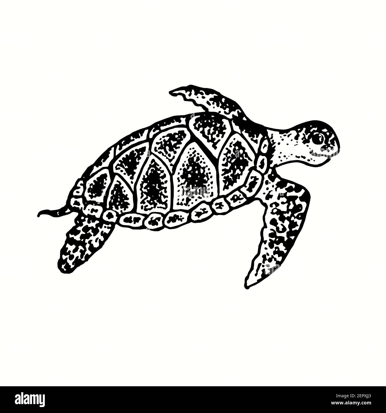 Meeresschildkröte Chelonioidea, Meeresschildkröte Seitenansicht. Tusche schwarz-weiß Doodle Zeichnung in Holzschnitt skizzieren Stil. Stockfoto