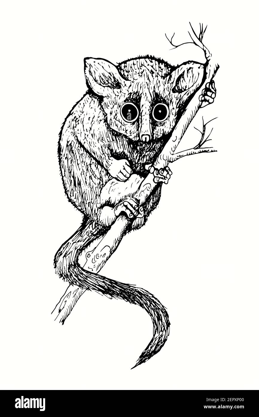 Handgezogener Zwergmäusemur (Microcebus myoxinus, Peters' mouse oder dormouse Lemur) auf Ast. Tinte schwarz-weiß Zeichnung. Stockfoto