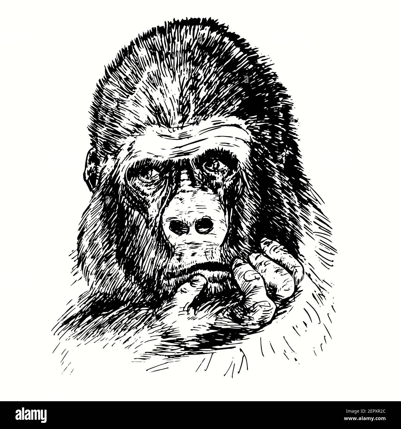 Handgezogener Gorilla mit ernsthaftem Gesicht, das die Hand am Kinn hält. Tinte schwarz-weiß Zeichnung Stockfoto