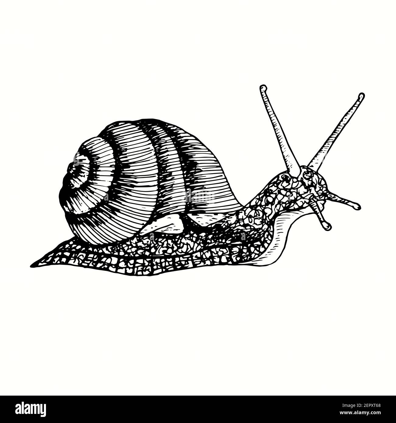 Von Hand gezeichnete Schnecke Seitenansicht. Tinte schwarz-weiß ...