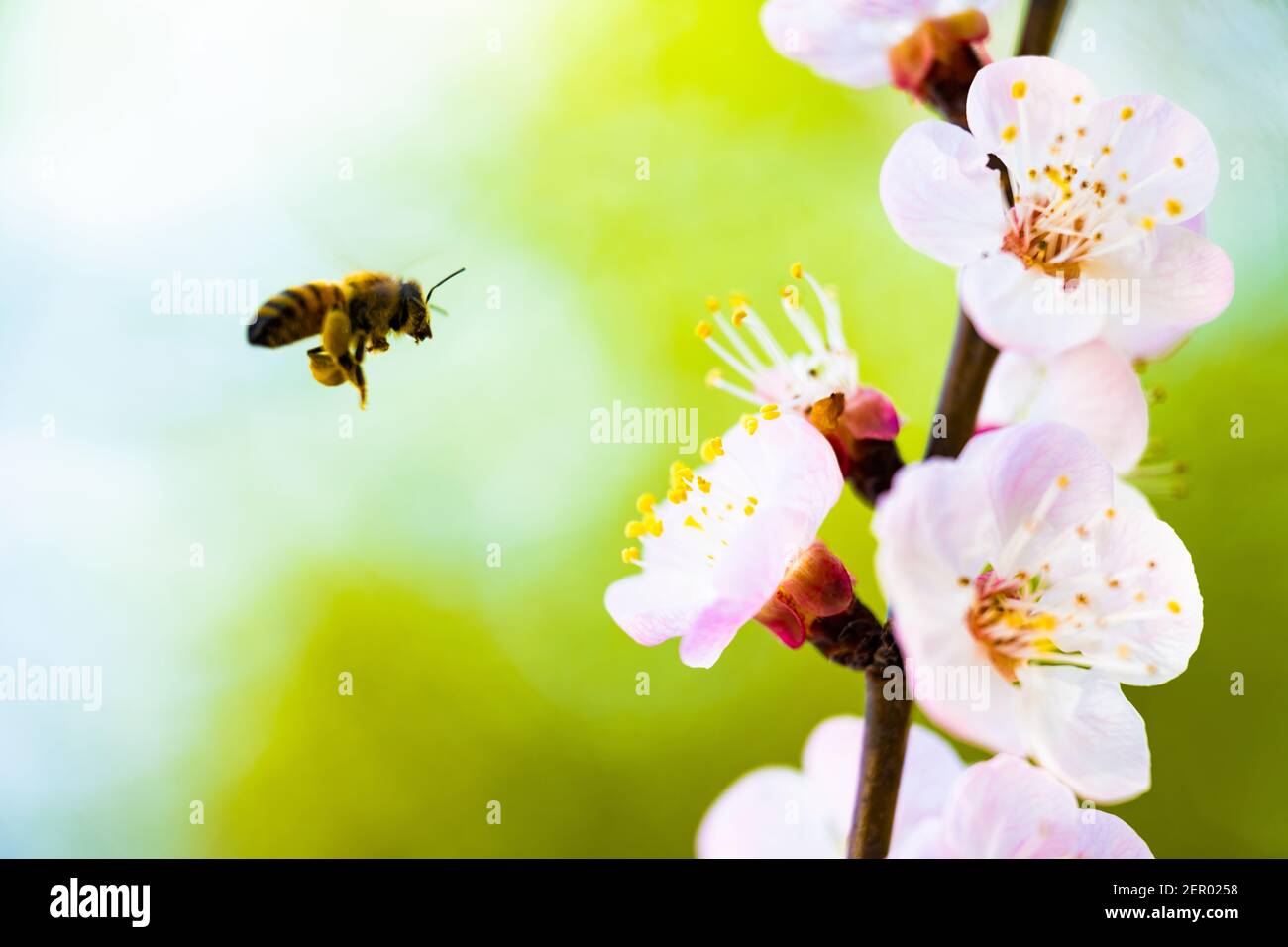 (Selektiver Fokus, Fokus auf die Stangen) entkochte Biene, die während der Blütezeit Nektar von einigen Stangen Kirschblüten sammelt. Natürlicher Rücken Stockfoto