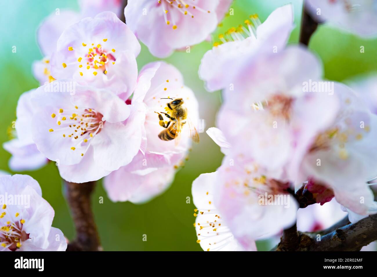 (Selektiver Fokus) Nahaufnahme einer Biene, die während der Blütezeit Nektar von einigen Kirschblüten sammelt. Natürlicher Hintergrund mit Witz Stockfoto