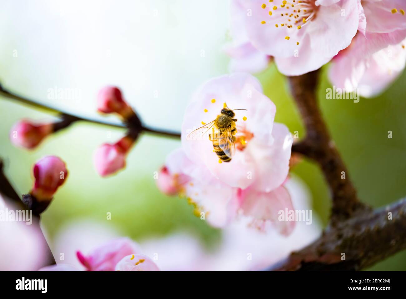 (Selektiver Fokus) Nahaufnahme einer Biene, die während der Blütezeit Nektar von einigen Kirschblüten sammelt. Natürlicher Hintergrund mit Witz Stockfoto