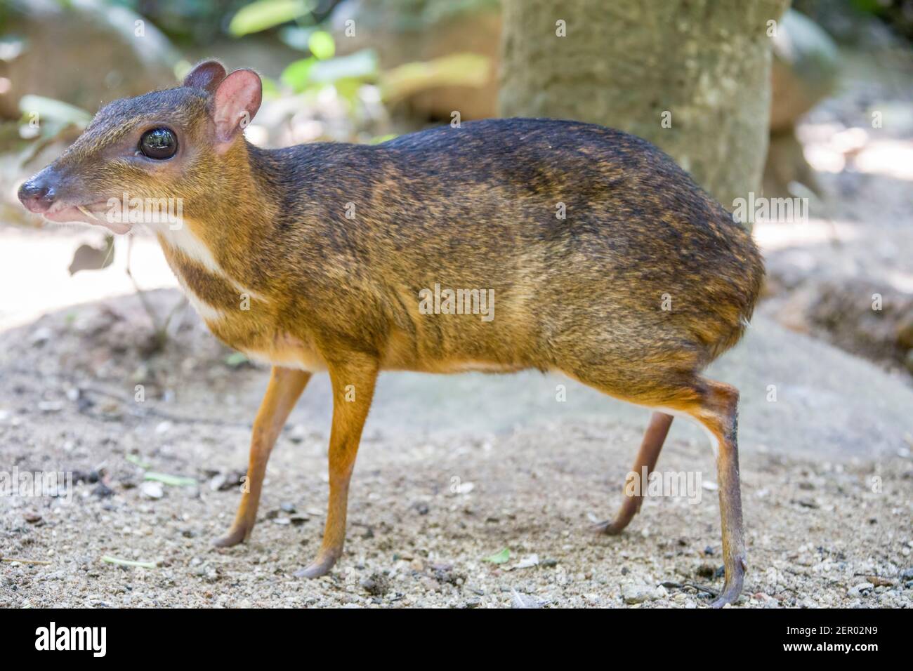 Das Nahaufnahme-Bild von Kleinmaus-Hirsch (Tragulus kanchil) das kleinste bekannte huofed Säugetier, weit in Südostasien gefunden. Stockfoto