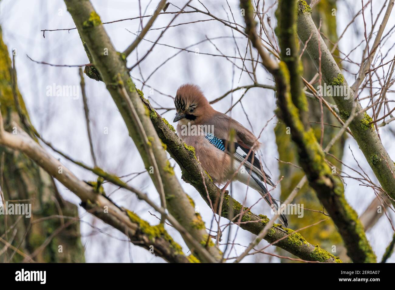 jaybird Garrulus glandarius auf einem Baumzweig im Winter, hessen, deutschland Stockfoto