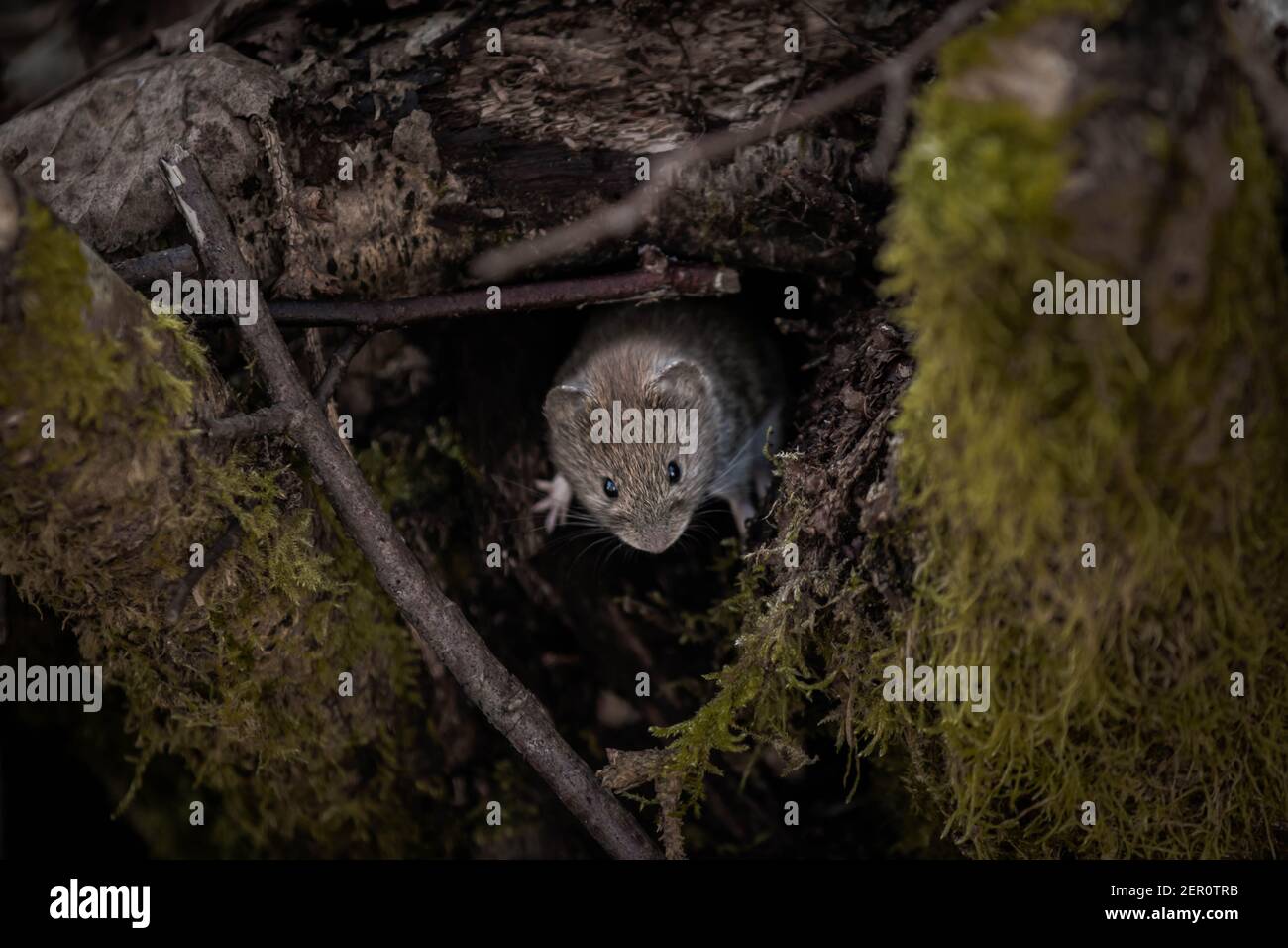 Maus in der Natur Stockfoto