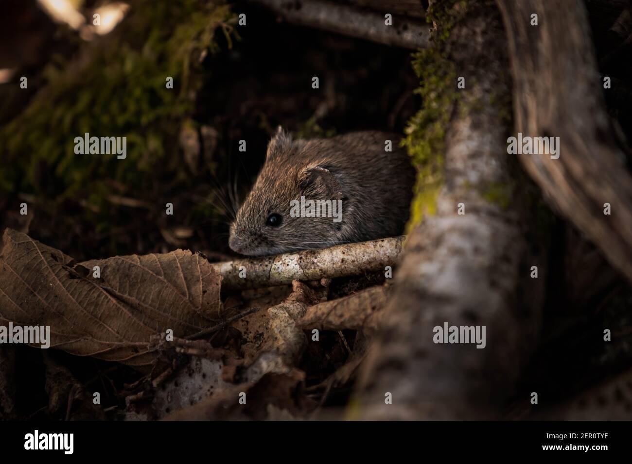 Maus in der Natur Stockfoto