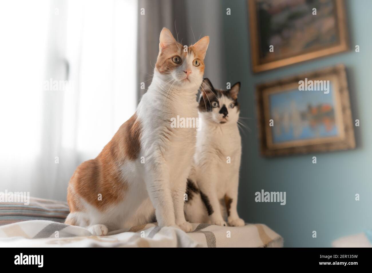 Zwei weiße Katzen sitzen auf einer Decke am Fenster Sie schauen etwas mit Aufmerksamkeit an Stockfoto