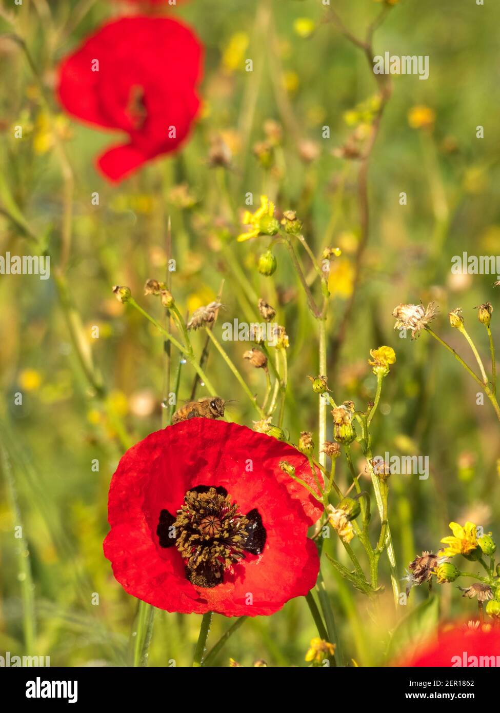 Blick auf eine rote Mohnblume und eine Bienensammlung Nektar-Nahaufnahme Stockfoto