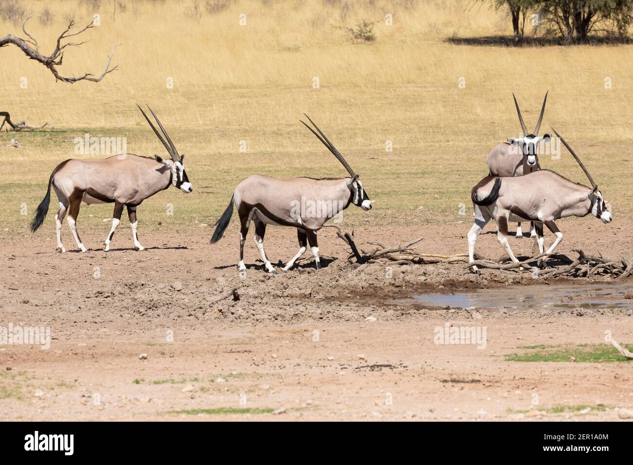 Gemsbok oder Gemsbuck (Oryx gazella) Herde am Wasserloch, Kgalagadi Transfrontier Park, Kalahari, Nordkap, Südafrika Stockfoto