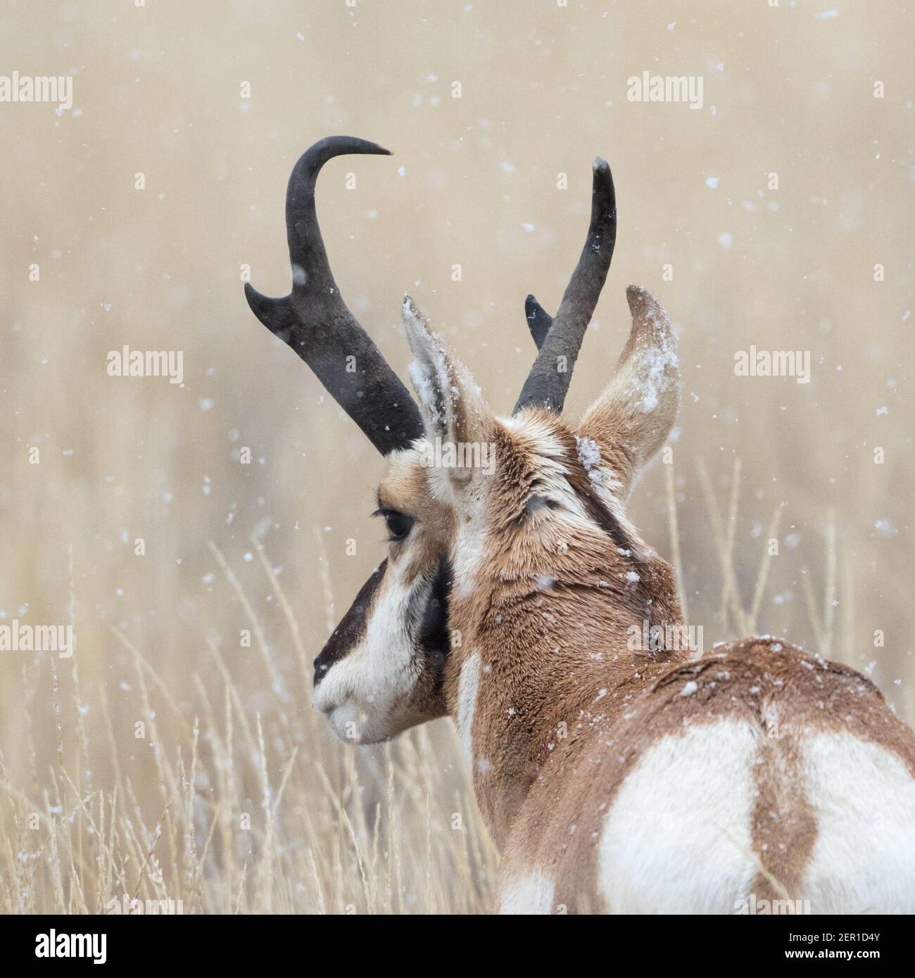 Porträt einer schönen Pronghorn-Antilocapra americana, während einer frühen Schneebesen in Wyoming USA. Stockfoto