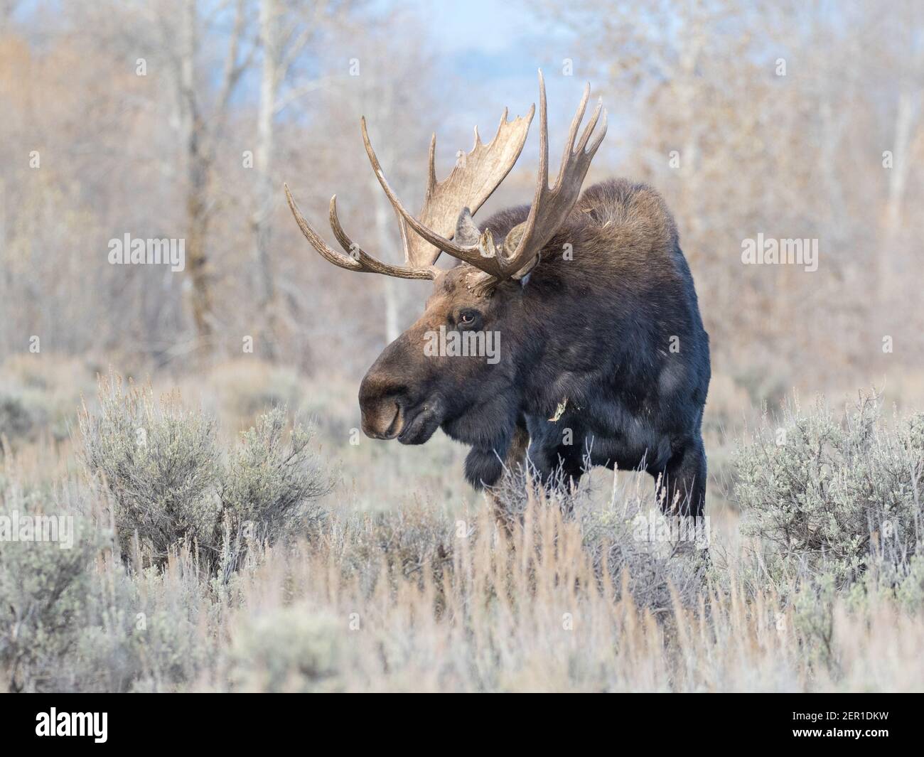Porträt eines schönen Bullen Shiras Elch, Alces alces shirasi, in Wyoming, USA. Stockfoto