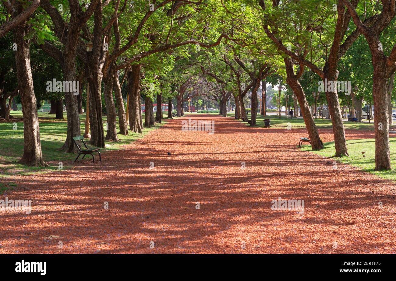 Stadtpark ohne Menschen während Coronavirus. Stockfoto