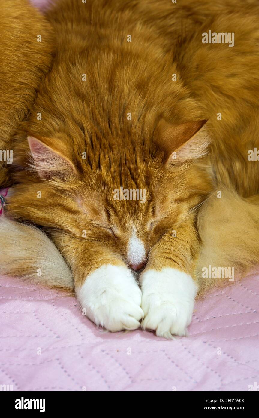 Schnauze und Pfoten einer roten Katze. Eine flauschige rote Katze schläft. Stockfoto
